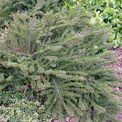 Cotoneaster horizontalis